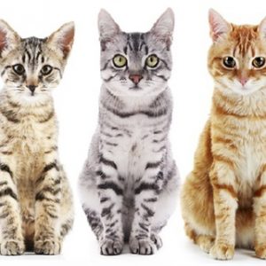 Cat Food/Treats/Accs